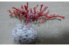 海の秘宝珊瑚：珊瑚の原木05