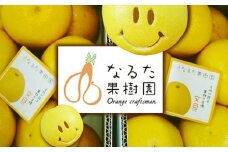 成田果樹園の土佐文旦7kg家庭用
