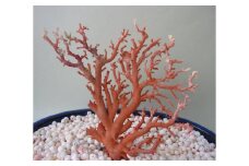 珊瑚職人館の珊瑚の原木・拝見・置物（g69）