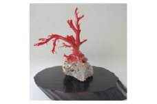 珊瑚職人館の珊瑚の原木・拝見・置物（g62）