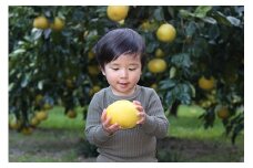小野果樹園の文旦【家庭用】5kg