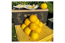 吉村農園の宿毛小夏2kg(家庭用)