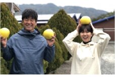彩り柑橘園の土佐文旦家庭用3kg