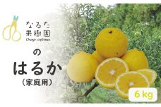 成田果樹園のはるか 6kg【家庭用】　 訳あり わけあり なるた果樹園 みかん 柑橘 くだもの フルーツ 高知 農園 直送 農家 数量 期間 限定