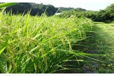 【令和6年産新米・翌営業日発送】すくも産コシヒカリ10kg　翌営業日 発送 すぐ 届く お届け 年始 白米 精米 玄米 贈答 贈り物 プレゼント 時期 指定