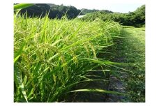 【令和6年産新米・翌営業日発送】すくも産コシヒカリ5kg　翌営業日 発送 すぐ 届く お届け 年始 白米 精米 玄米 贈答 贈り物 プレゼント 時期 指定