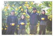 浜田農園の土佐文旦3kg家庭用