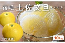 羽賀農園の土佐文旦10kg家庭用