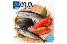 おまかせ！季節の鮮魚 お楽しみセット（アクアマリンコース）鮮魚 ボックス 詰め合わせ 天然魚 食べ比べ 魚介類 海鮮料理 お楽しみ セット 魚 刺し身 煮付け 15000円  土佐清水市 高知【R01094】
