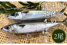 活〆土佐の清水さば（2尾） ブランドゴマサバ  鯖 鮮魚 刺身 直送【R00246】