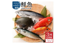 ＜3回定期便＞ 季節の鮮魚 おまかせお楽しみセット（ブロンズコース）鮮魚 ボックス 詰め合わせ 天然魚 食べ比べ 魚介類 海鮮料理 魚 新鮮 刺し身 煮付け お楽しみ 定期便 3ヶ月 高知 【J00023】