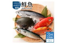 <3回定期便> 季節の鮮魚 おまかせお楽しみセット（シルバーコース）鮮魚 ボックス 詰め合わせ 天然魚 食べ比べ 魚介類 海鮮料理 魚 新鮮 刺し身 煮付け お楽しみ 定期便 3ヶ月 高知【J00034】