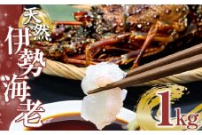 天然伊勢海老１kg（サイズ・匹数おまかせ）甲殻類 エビ アウトドア キャンプ 海鮮BBQ【R00625】