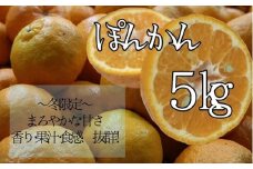【R8年発送】早川農園のぽんかん（５kg）5キロ  デコポンの親 みかん ミカン 果物 果実 柑橘 フルーツ ポンカン おやつ デザート 甘い 美味しい ギフト 贈答 名物 国産【R00213】