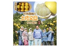 【R8年発送】早川農園の土佐文旦（５kg） 柑橘 フルーツ みかん ミカン 果物 果実 5キロ ザボン ぶんたん ブンタン おやつ デザート 甘い 美味しい ギフト 土佐 名物 国産【R00345】