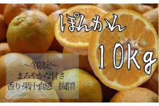 【R8年発送】早川農園のぽんかん（10kg）10キロ デコポンの親 みかん ミカン 果物 果実 柑橘 フルーツ デザート 甘い 美味しい 健康 ギフト 名物 国産 20000円 2万円【R00479】