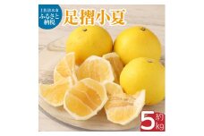 【令和８年発送】  早川農園の足摺小夏（5kg）日向夏 みかん ニューサマーオレンジ  柑橘 フルーツ こなつ 小夏 果物 特産 5キロ S～Lサイズ混合 美味しい 高知 【R00397】