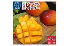 ＜先行予約：令和8年発送＞　完熟アップルマンゴー１kg（２個～４個入り）完熟 アーウィン種 南国フルーツ 果物 果汁 濃厚 ジューシー デザート マンゴー ギフト プレゼント 送料無料【R00520】