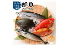 おまかせ！季節の鮮魚 お楽しみセット（琥珀コース）鮮魚 ボックス 詰め合わせ 天然魚 食べ比べ 魚介類 海鮮料理 セット お楽しみ おまかせ 新鮮 魚 季節の魚 美味しい おいしい 高知 土佐清水市 【R01096】