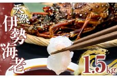 天然伊勢海老1.5kg（サイズ・匹数おまかせ）甲殻類 エビ アウトドア キャンプ 海鮮BBQ【R00676】