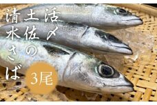 活〆土佐の清水さば（3尾） ブランドゴマサバ  鯖 鮮魚 刺身 直送【R00458】