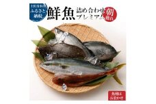 旬の朝獲れ鮮魚詰め合わせ（プレミアム）鮮魚 ボックス 詰め合わせ【以布利定置網　漁師直送】朝獲れ 旬 魚介 海鮮 魚 さかな せんぎょ 鮮魚セット おまかせ お任せ【S00819】