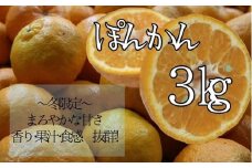 【R8年発送】早川農園のぽんかん（３kg） デコポンの親 みかん 柑橘 果実 果物 ポンカン ぽんかん くだもの フルーツ デザート スイーツ 柑橘類 おやつ 3キロ 3kg 美味しい【R00095】