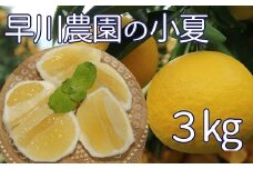 【令和８年発送】　早川農園の足摺小夏（３kg） 日向夏 みかん ミカン 果物 果実 柑橘 フルーツ こなつ ﾆｭｰｻﾏｰｵﾚﾝｼﾞ デザート 美味しい ギフト 贈答 国産 10000円 1万円【R00191】