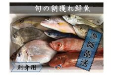 旬の朝獲れ鮮魚（刺身用）漁師おすすめセット 鮮魚 直送 ボックス 詰め合わせ【以布利定置網　漁師直送】朝獲れ 旬 さしみ お刺身 魚介 海鮮 魚 さかな せんぎょ 鮮魚セット おまかせ お任せ【S00822】