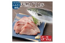 天然ブリ1本（5kg～）ぶり 鰤 鮮魚 直送 一匹 下処理なし まるごと直送便【令和8年3月以降発送※着日指定不可】刺身 たたき ぶりしゃぶ 大根 ぶり 1本 1匹 1尾 天然ブリ 冷蔵【R01211】
