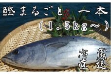 本場高知のカツオ まるごと１本（1.5kg～）鮮魚 直送 一匹 ※着日指定不可※鰹のたたき 刺身 お造り 海鮮 魚 煮魚 直送便 冷蔵 配送【R00832】
