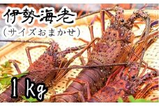 伊勢海老１kg（サイズおまかせ高知県産）※着日指定不可※エビ 甲殻類 海鮮BBQ アウトドア キャンプ お祝い えび 伊勢えび イセエビ 刺身 お刺身 鍋 お味噌汁 冷蔵配送 海鮮 魚介類 海の幸【R00638】