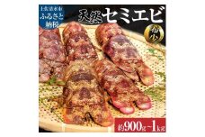 幻の天然セミエビ　約900ｇ～１kg（サイズおまかせ）※着日指定不可※漁師のごちそうをお届け！甲殻類 海老 海鮮BBQ えび エビ せみえび 冷蔵 配送 新鮮 美味しい 希少 高級食材 故郷納税【R00678】