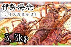 伊勢海老3.3kg（サイズおまかせ高知県産）※着日指定不可※エビ 甲殻類 海鮮BBQ アウトドア キャンプ お祝い【R00730】