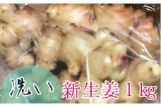 【先行受付】自然農 新生姜１kg（洗いショウガ）皮まで食べられる 甘酢漬け ガリ 農薬肥料不使用 レシピ付き【R00248】