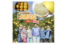 【R8年発送】＜訳あり＞早川農園の土佐文旦（５kg） 柑橘 フルーツ みかん ザボン ぶんたん ブンタン 果実 果物 くだもの フルーツ デザート 柑橘類 おやつ わけあり 家庭用 【R01372】