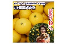 R8.4月中旬以降発送 家庭用だけど家庭用じゃない!? 訳あり 小夏 10kg 日向夏 みかん ミカン 柑橘 フルーツ 果物 果実 こなつ コナツ ニューサマーオレンジ おいしい 美味しい ワケアリ 自宅用 ご家庭用 井村農園 高知【R01493】