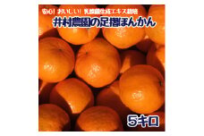 R8.1月下旬発送 ご贈答◎ ギフト◎ 完熟 足摺ぽんかん 5kg デコポンの親 みかん 柑橘 果物 果実 ミカン ぽんかん ポンカン フルーツ おやつ デザート 5キロ 美味しい おいしい 井村農園 【R01489】