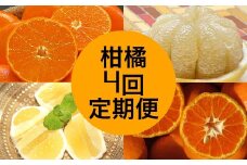 【令和８年発送】　柑橘フルーツ４回定期便（ぽんかん３kg・麗紅３kg・文旦５kg・小夏３kg）みかん４種 果物 果実 柑橘 フルーツ デザート おやつ 美味しい  国産 ギフト プレゼント 贈答【J00018】