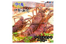 冷凍伊勢海老１kg（サイズおまかせ）エビ 甲殻類 海鮮BBQ アウトドア キャンプ お祝い えび 伊勢えび イセエビ 刺身 お刺身 鍋 お味噌汁 冷凍配送 海鮮 魚介類 海の幸【R00640】