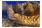 美食家で海のハンター うつぼ