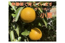 【先行予約】【訳あり】田中さん家の無農薬小夏（５kg）日向夏 みかん 柑橘 果物 果実 フルーツ こなつ ﾆｭｰｻﾏｰｵﾚﾝｼ  家庭用 ご自宅用【R00166】