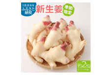 新生姜２kg（季節限定・農家直送）2キロ 甘酢漬け ガリ 佃煮 ジンジャーエール しょうが ショウガ 佃煮 甘酢漬け 食品 新鮮 温まる 温活 冷え対策 国産【R00195】