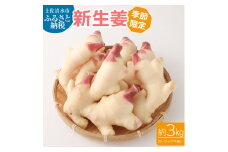 新生姜３kg（季節限定・農家直送）3キロ 甘酢漬け ガリ 佃煮 ジンジャーエール しょうが ショウガ 佃煮 甘酢漬け 食品 新鮮 温まる 温活 冷え対策 国産【R00366】