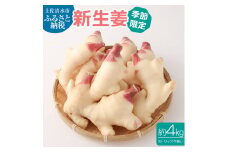 新生姜４kg（季節限定・農家直送）4キロ 甘酢漬け ガリ 佃煮 ジンジャーエール しょうが ショウガ 佃煮 甘酢漬け 食品 新鮮 温まる 温活 冷え対策 国産【R00445】