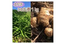 自然農 ひね生姜１kg（自然のままの土付き）親生姜 皮まで食べられる 甘酢漬け ガリ ショウガ レシピ付き【R00218】