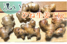 自然農 ひね生姜１kg（洗いショウガ）親生姜 皮まで食べられる 甘酢漬け ガリ 農薬肥料不使用 レシピ付き【R00249】