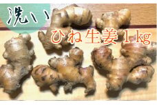 【先行受付】自然農 ひね生姜１kg（洗いショウガ）親生姜 皮まで食べられる 甘酢漬け ガリ 農薬肥料不使用 レシピ付き【R00249】