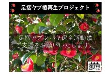 【記念苗木付き】足摺ヤブ椿再生プロジェクトへの支援・応援 自然保護 椿 つばき ツバキ 藪椿 ヤブツバキ クラウドファンディング 募金 先行予約 苗木 植木 花木 常緑樹 高木 植物【R00080】