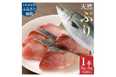 【令和8年３月発送】土佐清水産天然ぶり まるごと１本（5kg～8kg）鰤 ブリ 鮮魚 一匹 下処理なし（内臓除去無し）【※着日指定不可※】ぶり大根 刺身 ぶりしゃぶ 天然【R00873】